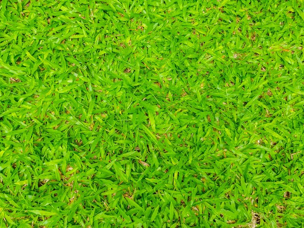 Immagine di Close-up di erba verde primavera fresca.