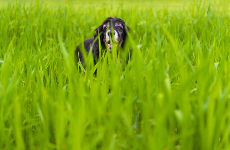 Foto gratuito immagine di un cocker spaniel inglese nero che gioca nell'erba alta