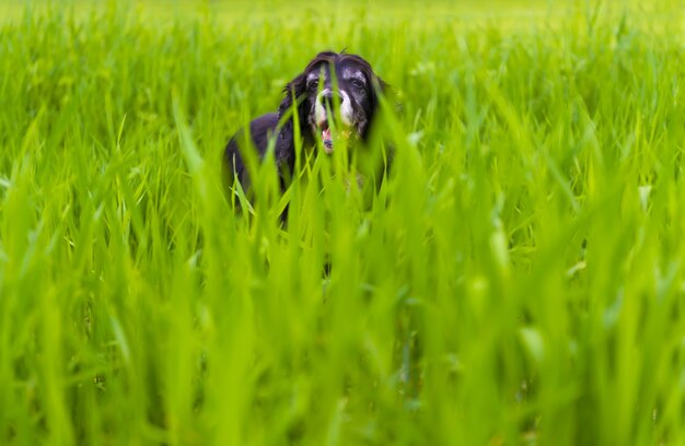 Immagine di un Cocker Spaniel inglese nero che gioca nell'erba alta