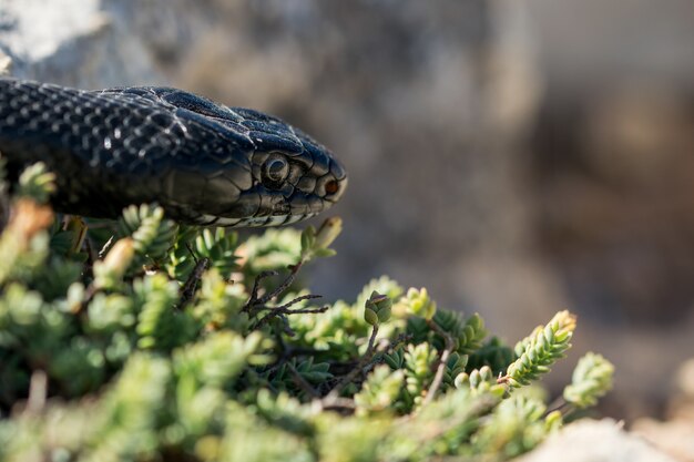 Immagine ravvicinata del volto di un adulto nero Western Whip Snake, Hierophis viridiflavus, a Malta