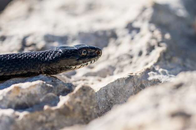Immagine ravvicinata del volto di un adulto nero Western Whip Snake, Hierophis viridiflavus, a Malta