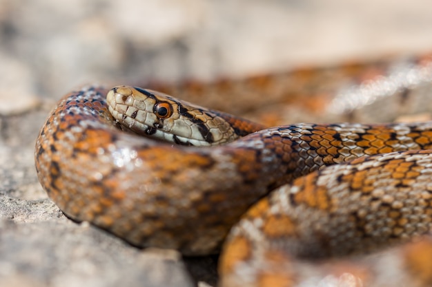 Immagine ravvicinata della testa di un adulto Leopard Snake o Europeo Ratsnake, Zamenis situla, in Malta
