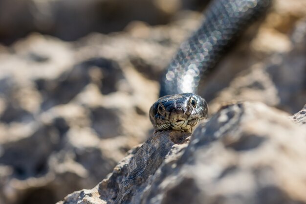 Immagine ravvicinata della testa di un adulto nero Western Whip Snake, Hierophis viridiflavus, a Malta