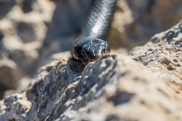 Immagine ravvicinata della testa di un adulto nero Western Whip Snake, Hierophis viridiflavus, a Malta