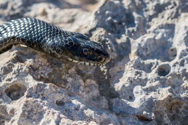 Immagine ravvicinata della testa di un serpente frusta occidentale nero adulto