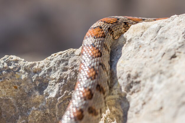 Immagine ravvicinata delle squame di un serpente leopardo adulto