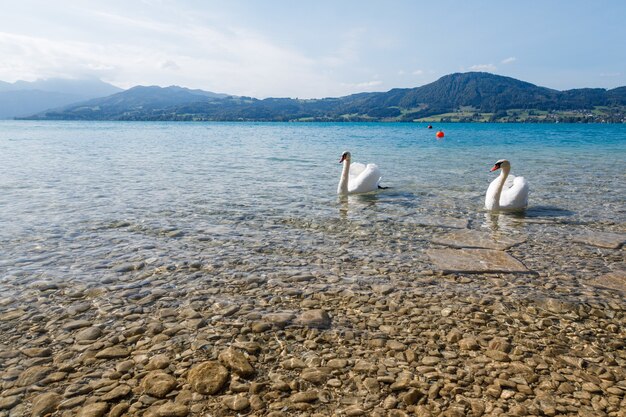 Immagine ravvicinata di bellissimi cigni bianchi in un lago in una giornata di sole