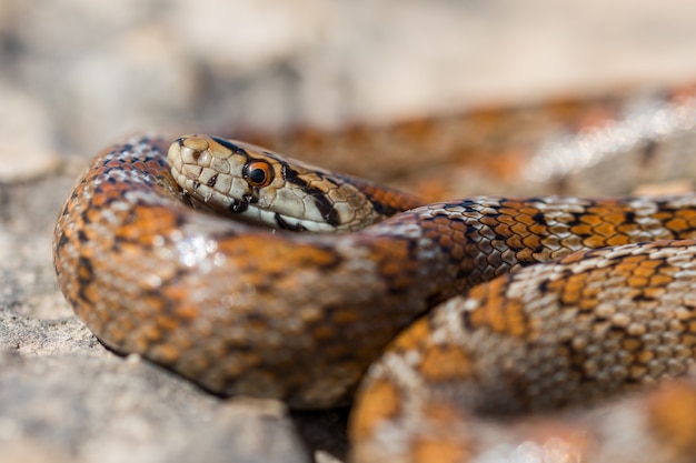 Immagine ravvicinata di un adulto rannicchiato Leopard Snake