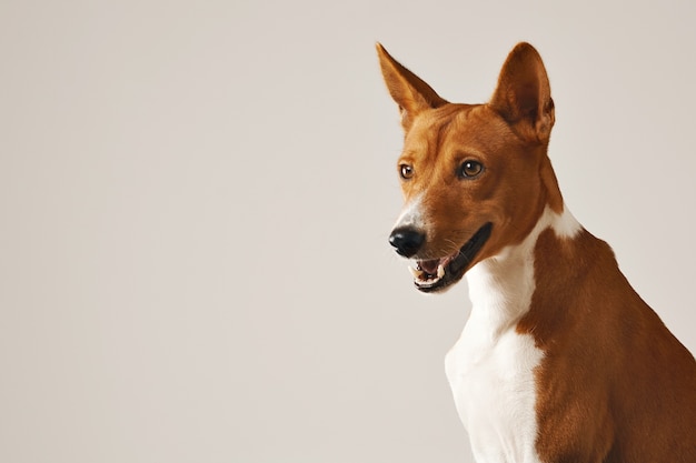 Immagine ravvicinata di un cane basenji marrone e bianco attento e amichevole