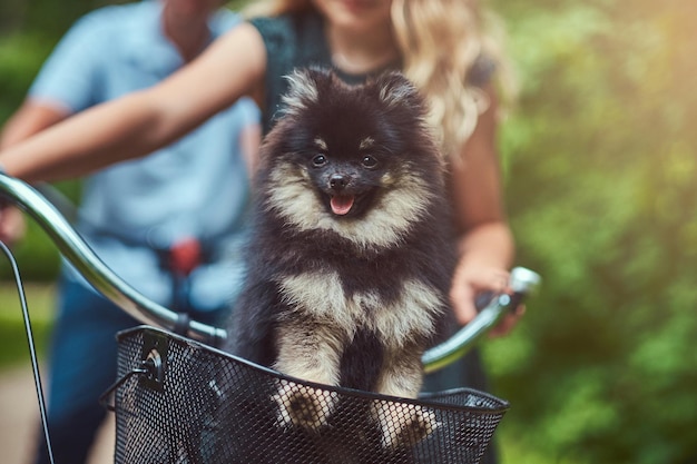 Immagine ravvicinata di un simpatico cane Spitz nel cestino della bicicletta durante un giro.