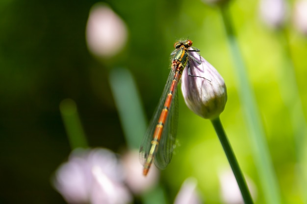 Immagine ravvicinata di una libellula su un fiore che sboccia