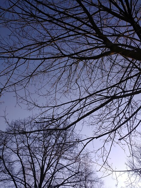 Immagine verticale dei rami degli alberi sotto la luce del sole e un cielo blu