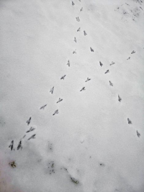 Immagine verticale dell'impronta degli uccelli sulla neve sotto le luci