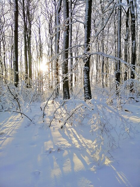 Immagine verticale di alberi coperti di neve nella foresta sotto la luce del sole a Larvik in Norvegia