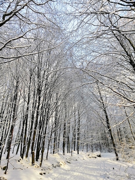 Immagine verticale di alberi in una foresta coperta di neve a Larvik in Norvegia
