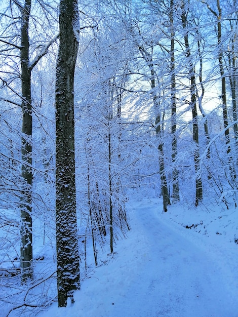 Immagine verticale di alberi in una foresta coperta di neve a Larvik in Norvegia