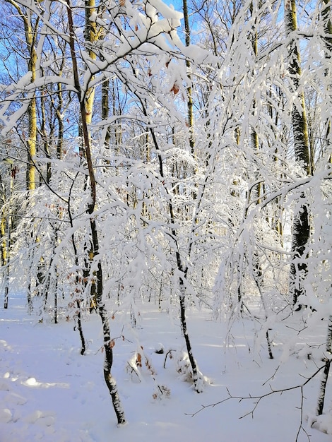 Immagine verticale di alberi in una foresta coperta di neve a Larvik in Norvegia