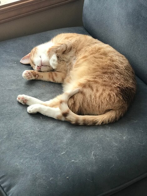 Immagine verticale di un gatto allo zenzero che dorme su un divano grigio sotto le luci