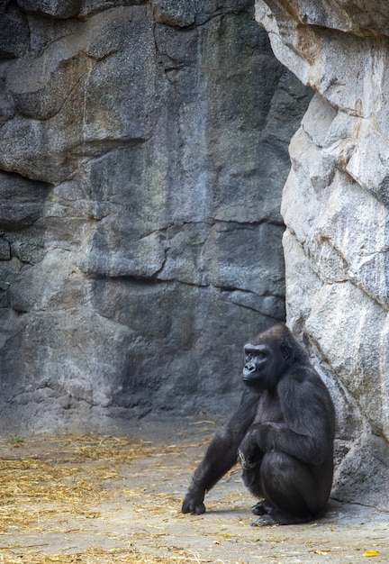 Immagine verticale di un gorilla seduto per terra circondato da rocce in uno zoo