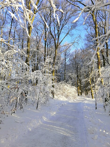 Immagine verticale di un sentiero in una foresta circondata da alberi coperti di neve in Norvegia