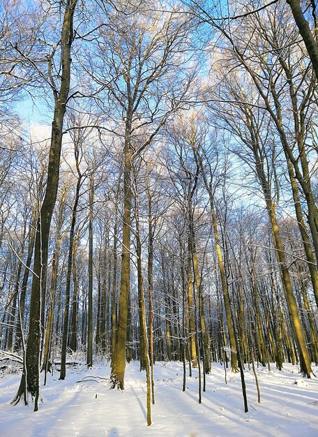 Immagine verticale di una foresta circondata da alberi coperti di neve sotto la luce del sole in Norvegia