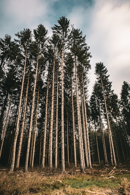 Immagine verticale di una foresta circondata da foglie e alti alberi sotto un cielo nuvoloso