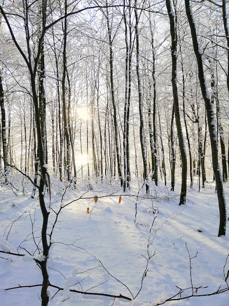 Immagine verticale di una foresta coperta di alberi e neve sotto la luce del sole a Larvik in Norvegia