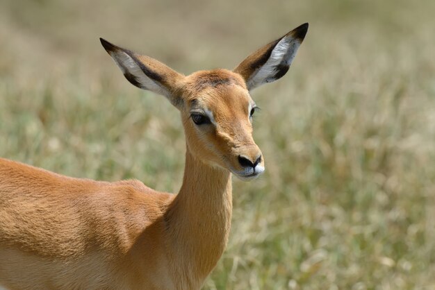 Impala sulla savana nel parco nazionale dell'Africa, Kenya