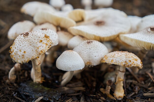 impianto all&#39;aperto fungo primavera primo piano