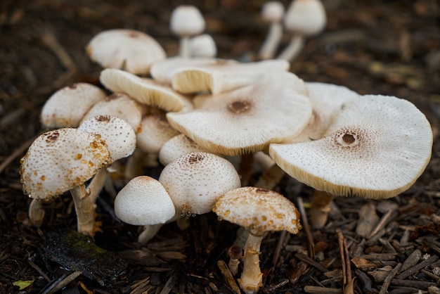 impianto all&#39;aperto fungo vita della natura