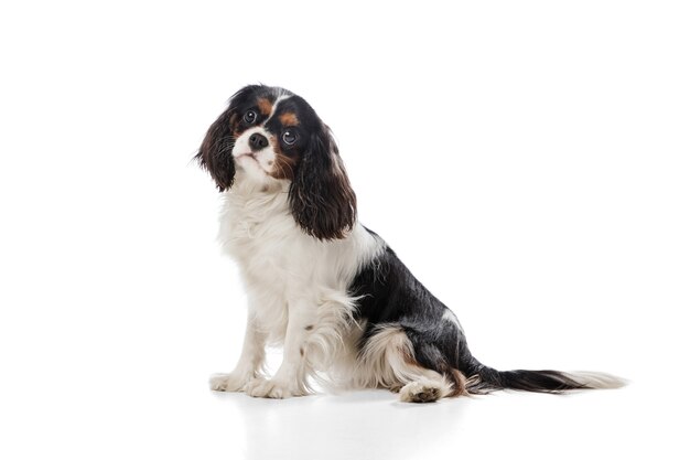 In esecuzione. Carino dolce cucciolo di re charles spaniel simpatico cane o animale domestico in posa con la palla su bianco