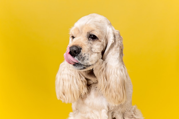 In pensieri. Cucciolo di spaniel americano. Il cagnolino o l'animale domestico lanuginoso curato sveglio è seduto isolato su priorità bassa gialla. Servizio fotografico in studio. Spazio negativo per inserire il testo o l'immagine.