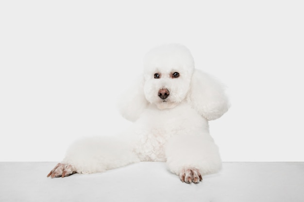 In piedi. Barboncino bianco o animale domestico sveglio del cane lanuginoso che salta sullo studio bianco.
