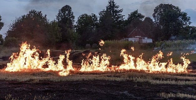 In una calda giornata estiva, l'erba secca brucia sul campo. Campo in fiamme con erba secca.