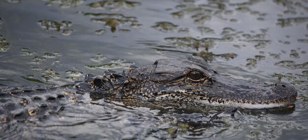 Incredibile alligatore da vicino e un po' troppo personale