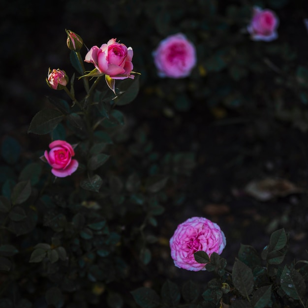Incredibile arbusto con rose