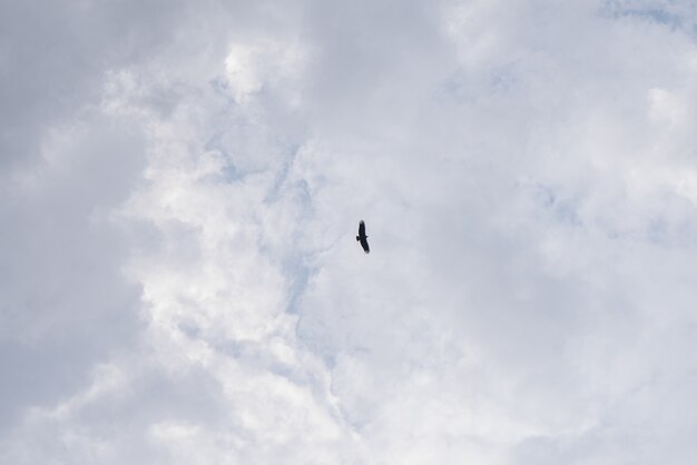 Incredibile bel cielo con nuvole - Con uccello