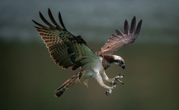Incredibile falco pescatore o falco di mare che cerca di cacciare