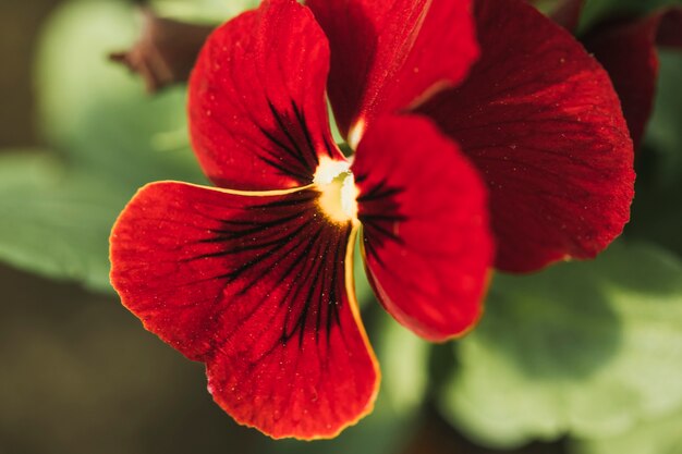 Incredibile fiore rosso fresco