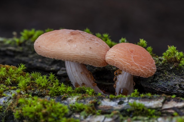 Incredibile primo piano fuoco selettivo di due boletes