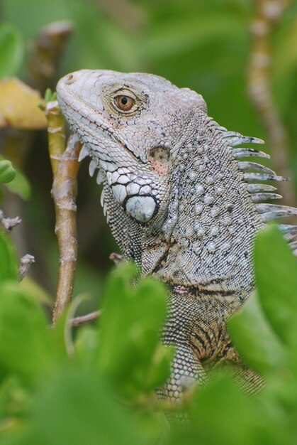 Incredibile profilo di un'iguana grigia seduta in cima a un cespuglio.