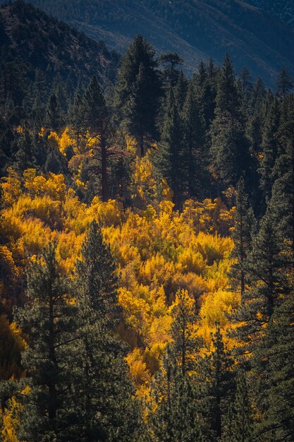 Incredibile scatto di alberi e pini dalle foglie gialle sotto la luce del sole