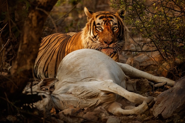 Incredibile tigre del Bengala nella natura con la sua preda