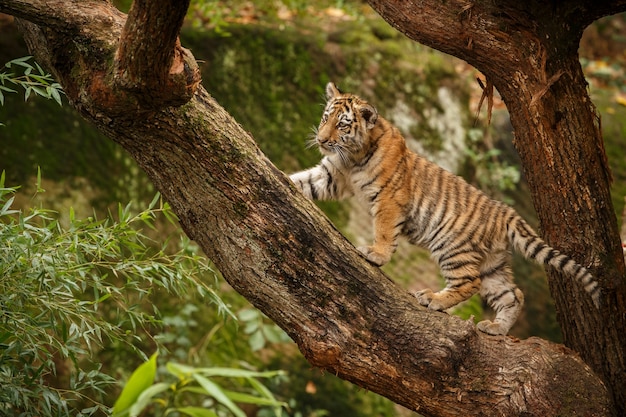 Incredibile tigre del Bengala nella natura