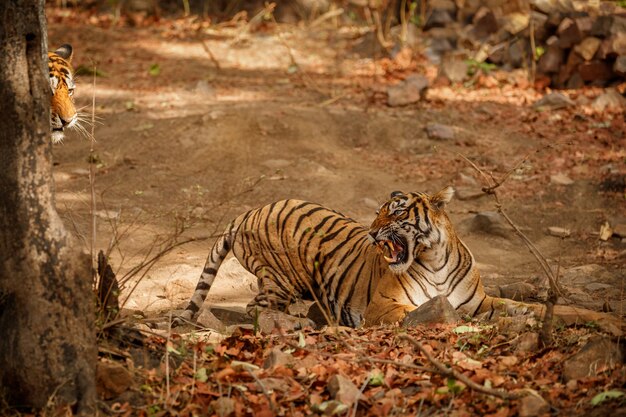 Incredibile tigre del Bengala nella natura