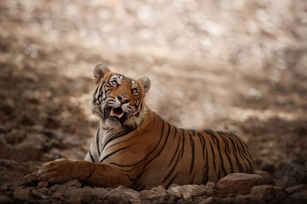 Incredibile tigre del Bengala nella natura