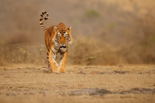 Incredibile tigre del Bengala nella natura