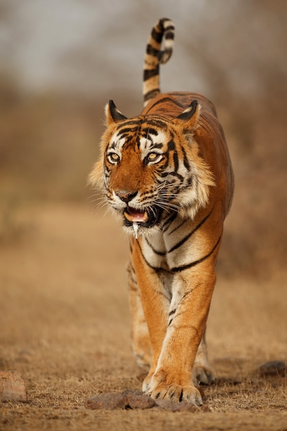 Incredibile tigre del Bengala nella natura