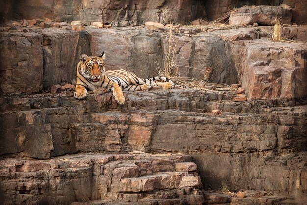 Incredibile tigre del Bengala nella natura