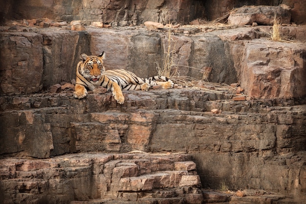 Incredibile tigre del Bengala nella natura